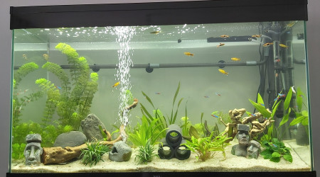 aquarium Premier aquarium évolution au bout de 6 mois