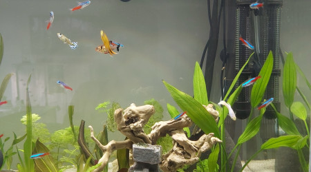 Évolution de mon premier aquarium de plus près (photo 1)