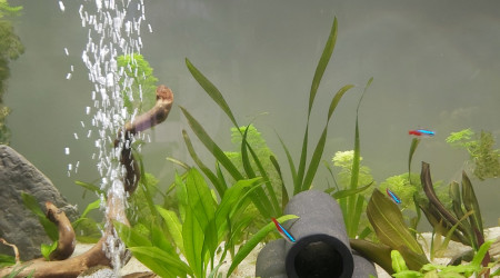 Évolution de mon premier aquarium de plus près (photo 2)
