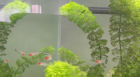 Évolution de mon premier aquarium de plus près  (photo 3)