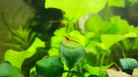 Caridina cantonensis tangerine tiger