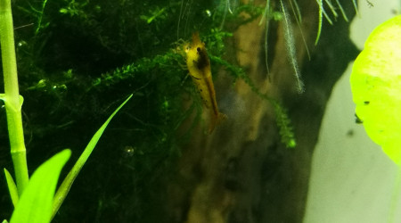 Caridina cantonensis tangerine tiger