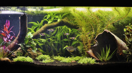 aquarium 200 litres asiatique low tech