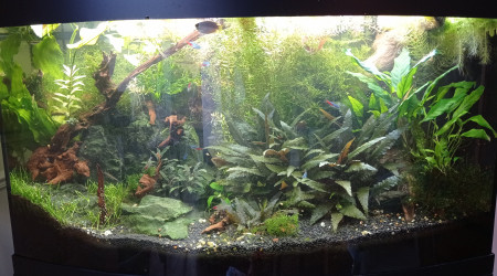 Jungle post jardinage