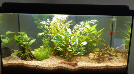 aquarium Aquatlantis 60L