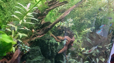 Dans la jungle, terrible jungle...