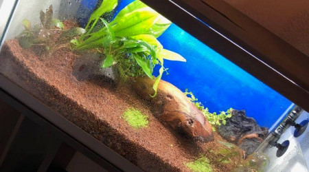 Achat de 2 racines et de plantes