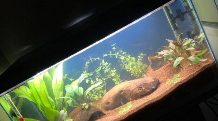 Mise en eau de l'aquarium, enfin !