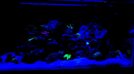 Avant l'extinction des lumières place au couleurs des coraux