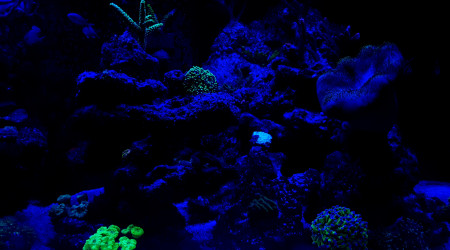 Avant l'extinction des lumières place au couleurs des coraux