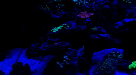 Avant l'extinction des lumières place au couleurs des coraux