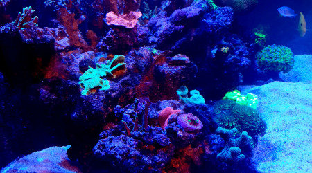 Avant l'extinction des lumières place au couleurs des coraux