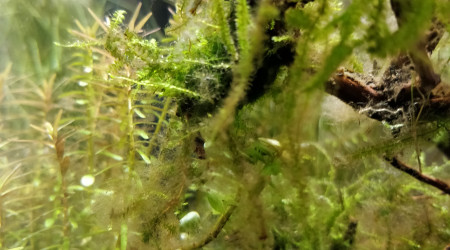 Algues brunes gros plan J+43