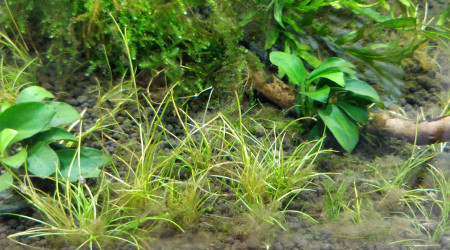 Algues brunes gros plan J+43