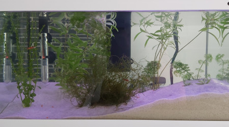 aquarium Aquarium crevettes