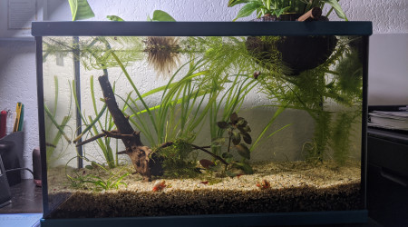 aquarium Crecre