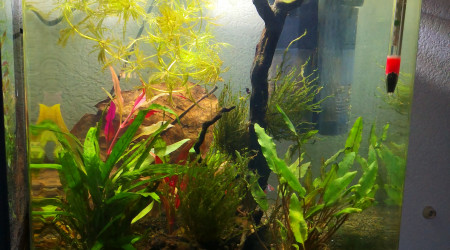 aquarium Nano 30l