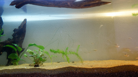 Détail de mon aquarium "Amérique du Sud".