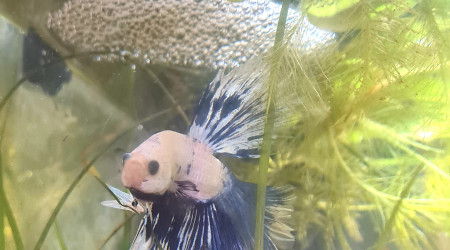 Ora cherche l'âme sœur