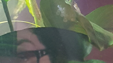 2e grappe d'oeufs...