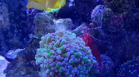 Moment du repas pour la crevettes