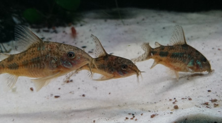 Les cory sont au taquet aujourd'hui