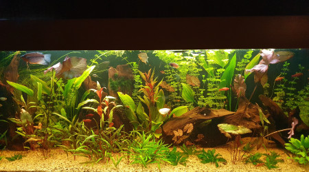 aquarium 450L brut