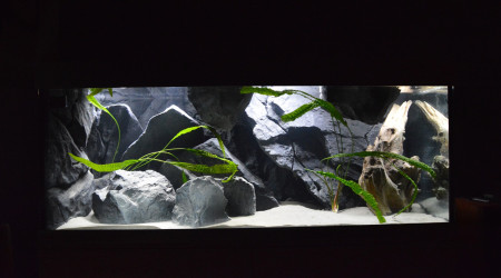 aquarium Tanganyika 325