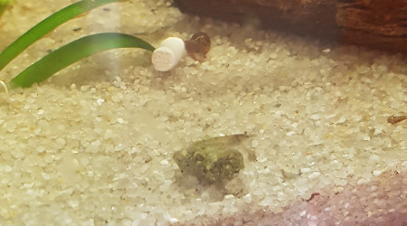 Une semaine après la mise en eau...