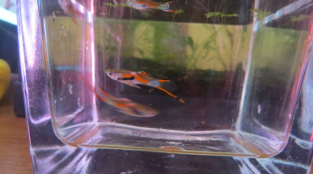 Guppy Endler