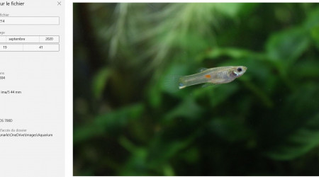 GUPPY "NYMPHADORA"