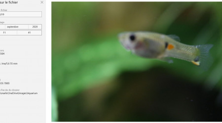 GUPPY "NYMPHADORA"