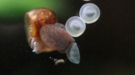 Planorbe mangeant un œuf de corydoras