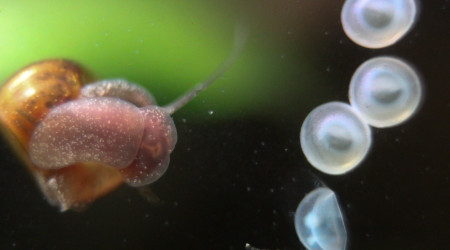 Planorbe mangeant un œuf de corydoras