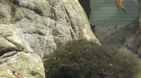 Ou es tu gentil crevette ?   Viens voir Papa