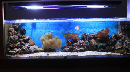 aquarium mon premier