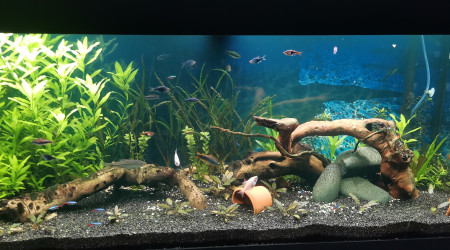 aquarium Juwel rio 240