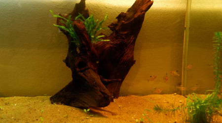 Changement dans mon aquarium