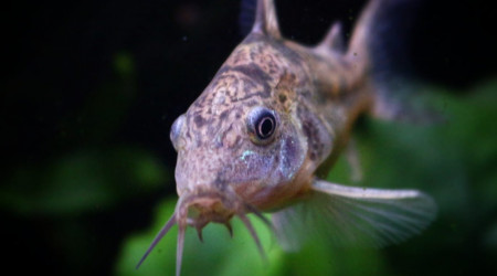 Une des Mme Corydoras qui joue dans le courant