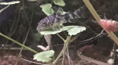 Une bonne feuille, prêt pour la nuit. Bonne nuit les amis!