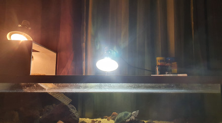 Du changement chez les sternotherus carinatus