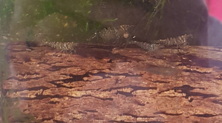 Des malawas sur un tube de cattapa