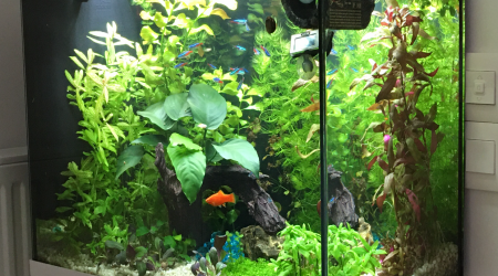 Ajout fond aquascape