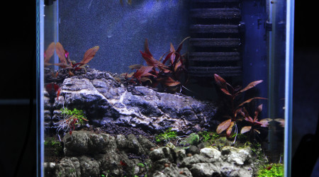 aquarium Le nid