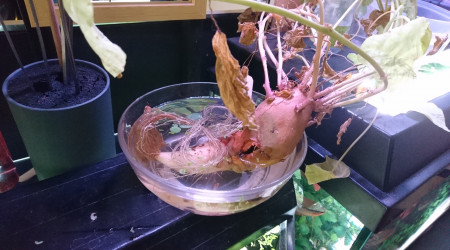 Clap de fin pour la 1ère patate douce.