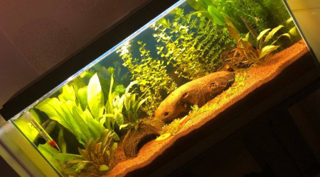 3 semaines après mise en eau