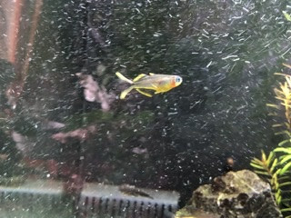 Bleu-oeil de forktail