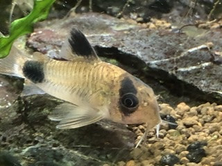 Corydoras Panda