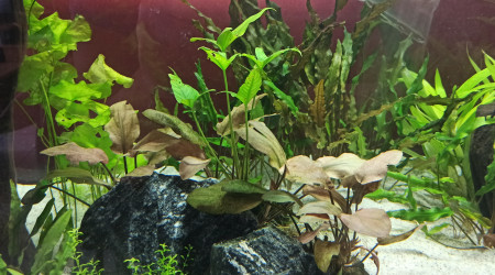 Début des plantations