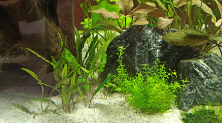 Début des plantations